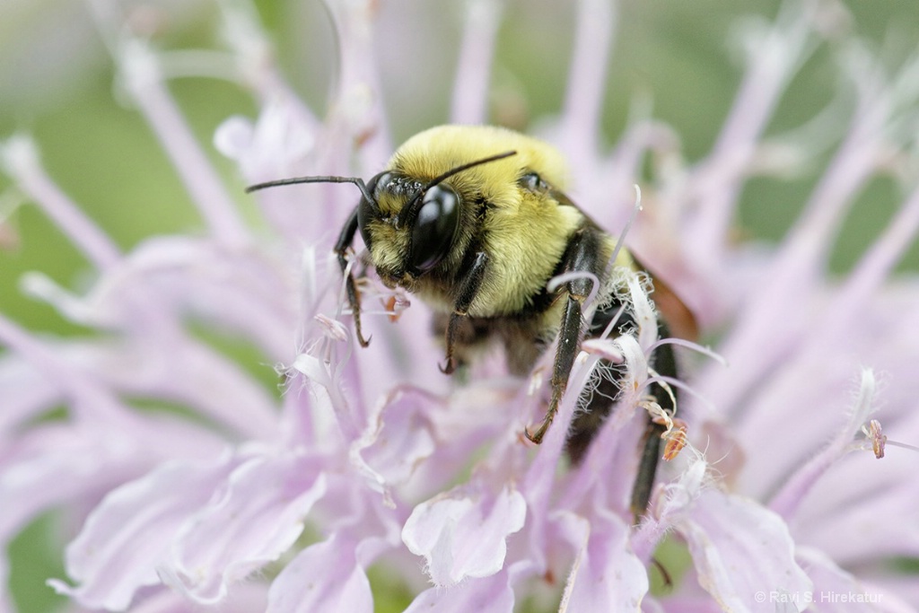 Bumblebee on Bergamot Flower