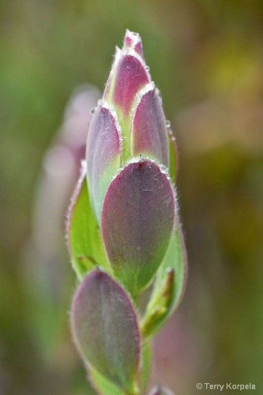 Santa Cruz Botanical Garden - ID: 15224812 © Terry Korpela