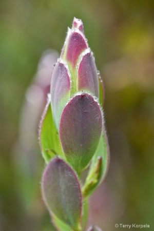 Santa Cruz Botanical Garden