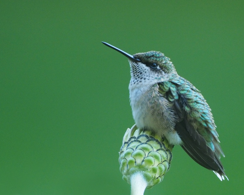 Hummer Resting Post