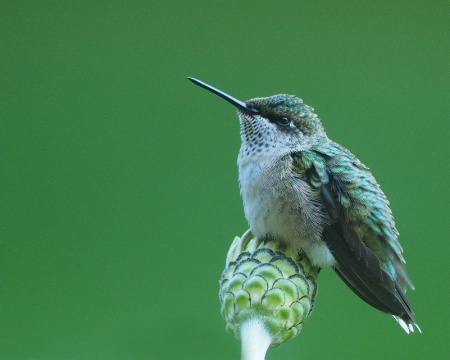 Hummer Resting Post