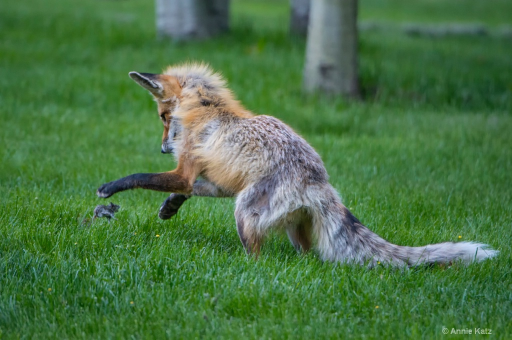 2 Mouse Attack.JPG - ID: 15225087 © Annie Katz