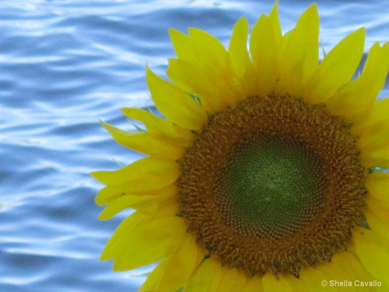 beautiful Sunflower