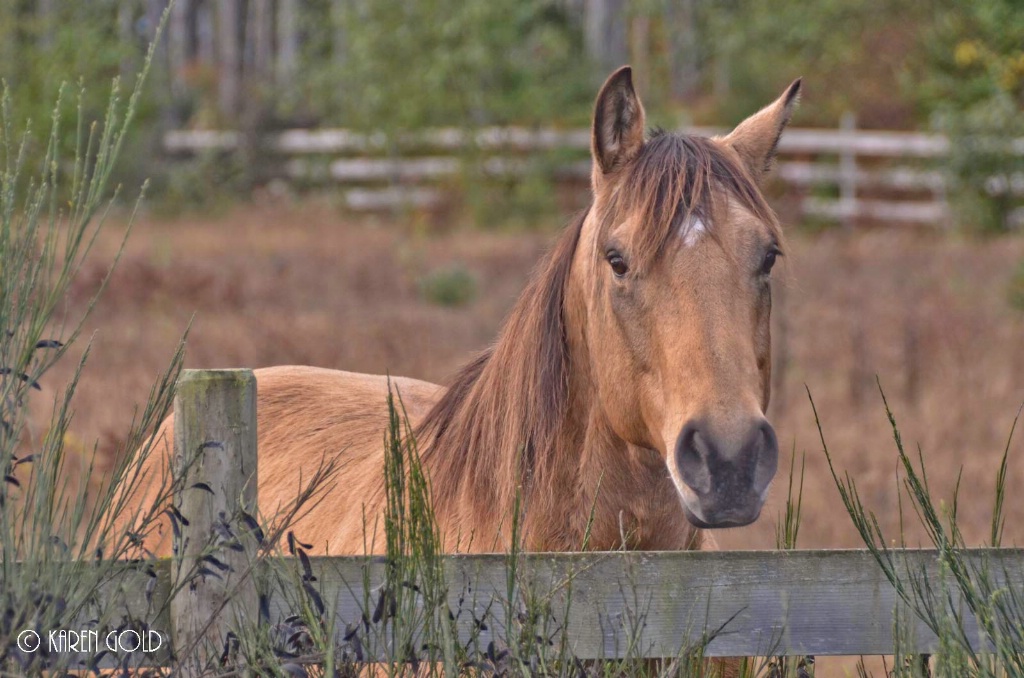 Neighbour - ID: 15225297 © Karen E. Gold