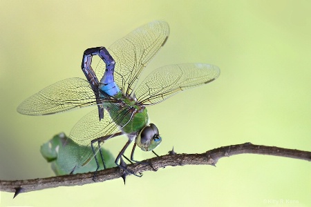 Green Darner Dragonfly About to do Handstand 