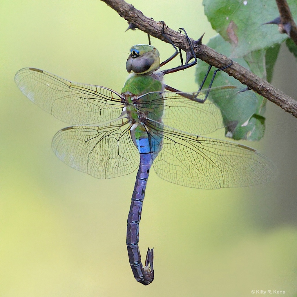 Green Darner Dragon Fly with Curved Tail - ID: 15225309 © Kitty R. Kono