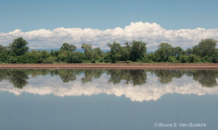 Cloud reflected in a rice field