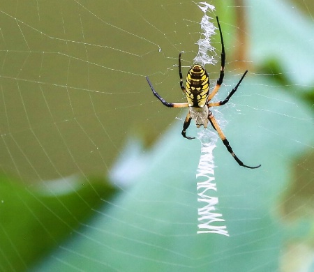 Black and Yellow Garden Spider 