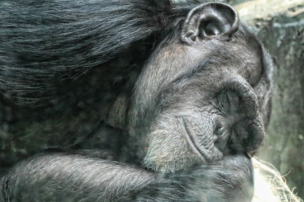 Bonobo Through the Looking Glass