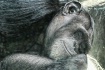 Bonobo Through th...
