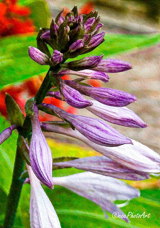 Hosta Harmony