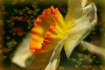 Spring Love
