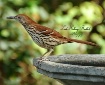 Brown Thrasher