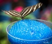 Butterfly on Blue