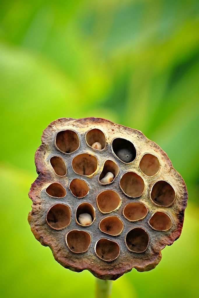 Lotus Pod