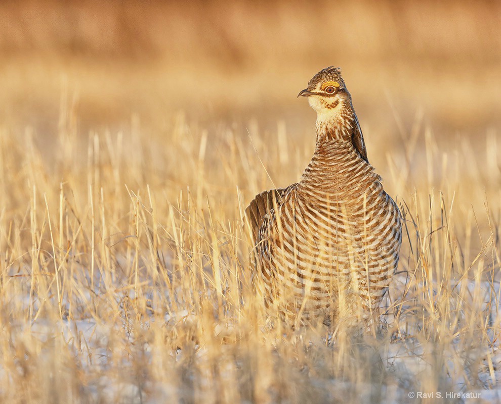 Prairie chicken - ID: 15226018 © Ravi S. Hirekatur