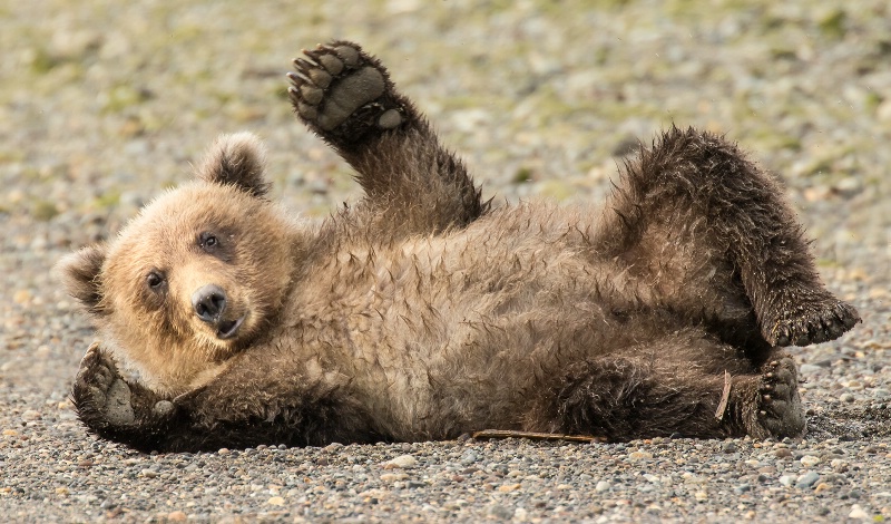 Brown Bear Cub