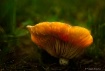 Magic forest