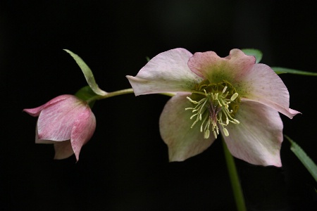 Two pink hellebore flowers