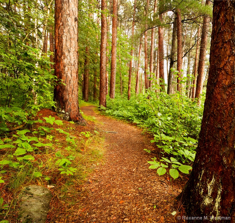 Beginnings of Bohall trail