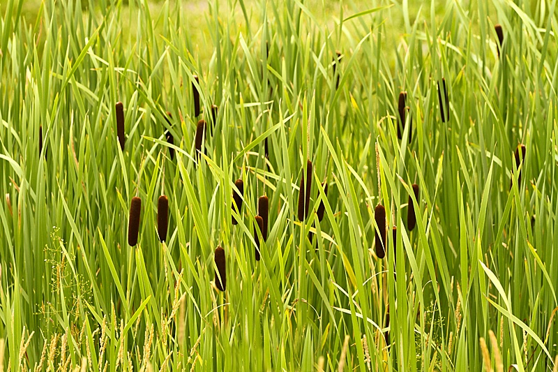 Grasses and Tails