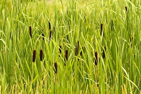 Grasses and Tails