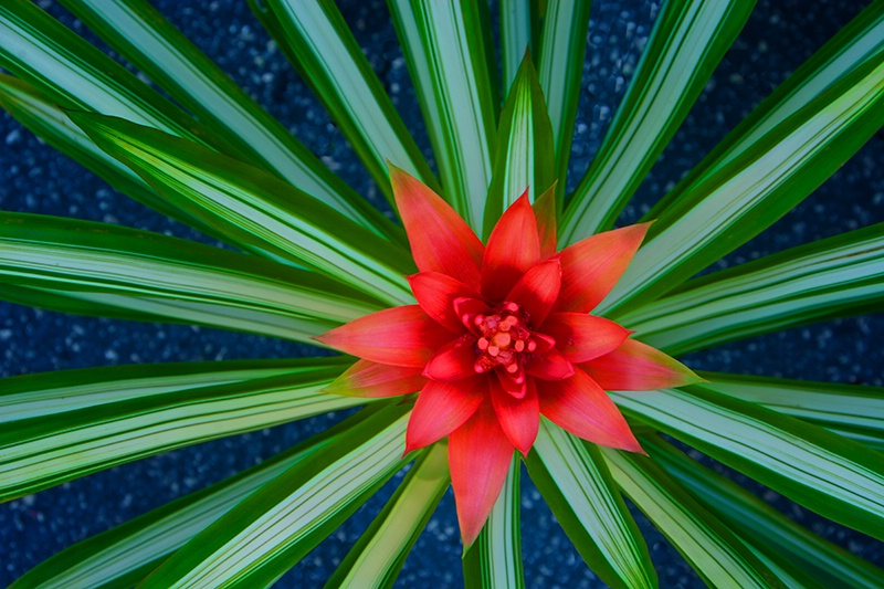 Bromeliad Design