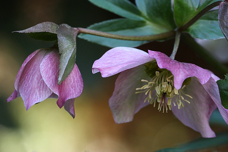 Pink hellebore flowers