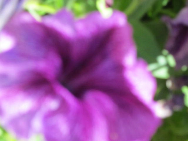Up close purple African Daisy