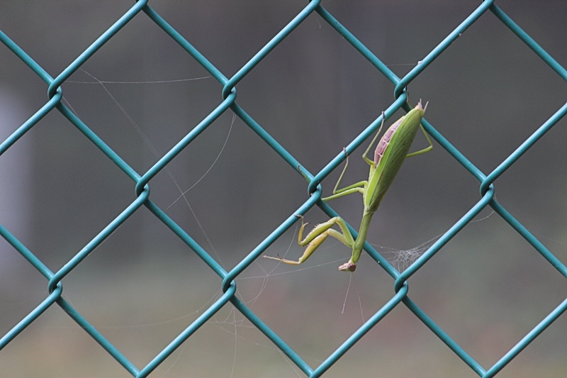 Mantis on the Fence - ID: 15226540 © Tammy M. Anderson