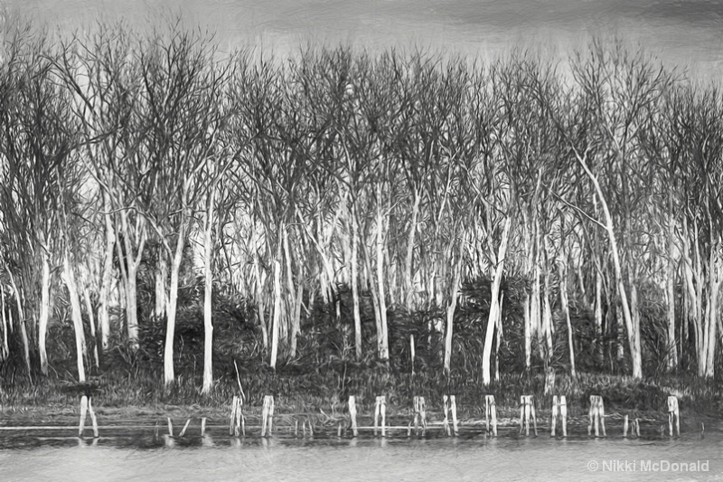 Pilings and Trees