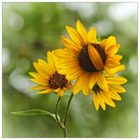 posy of sunflowers