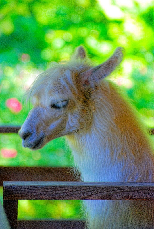 Blondie the Llama