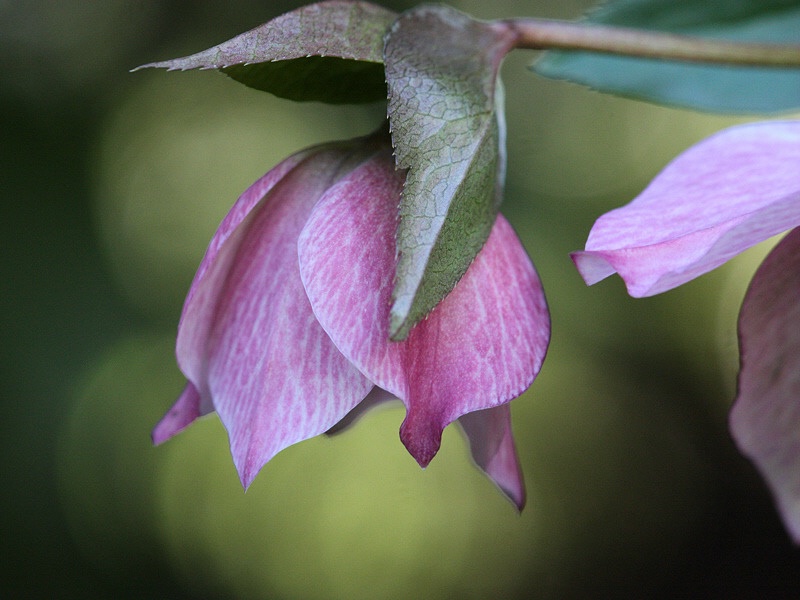 Hellebore floral bud