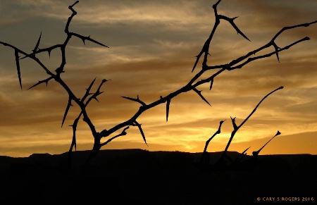 Thorny Branches at Sunset