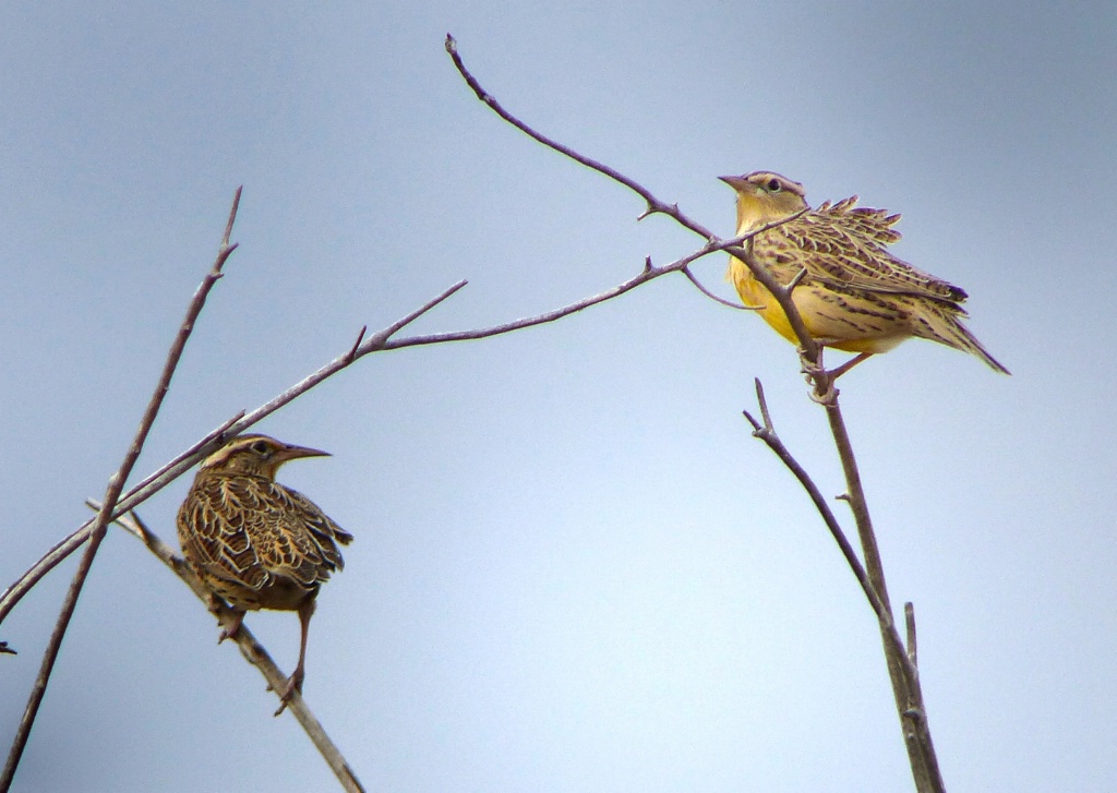 Meadowlarks