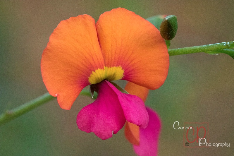 Bursting colour