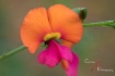 Bursting colour