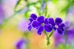 Sky Flower