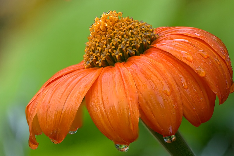 Mexican Sunflower