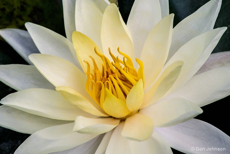 Pale Yellow Water Lily 9-11-16 087