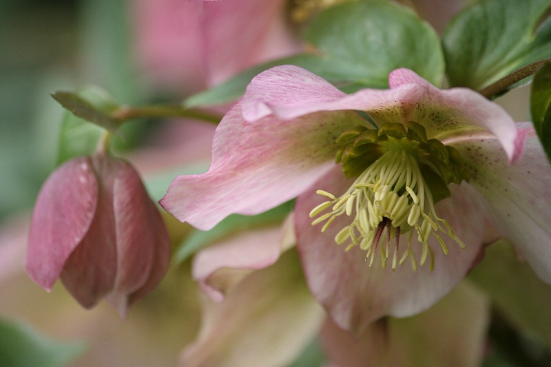 Pink hellebore portrait