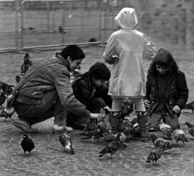 feeding doves