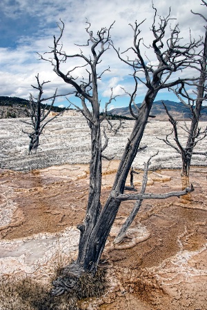 Yellowstone: Thermal Pool 1