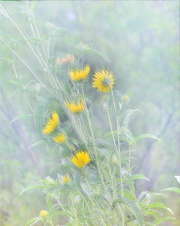 ---------"Hazy Sunflowers"--------