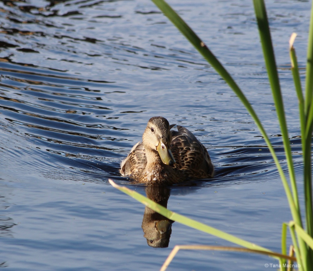 Into the Reeds