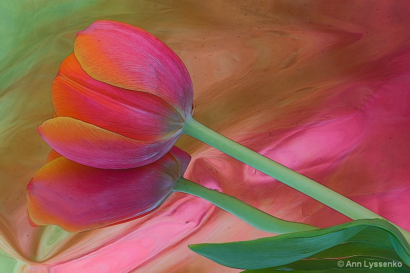 Pink Tulip Reflection