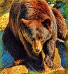 Beary Nice