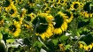 Bee kind