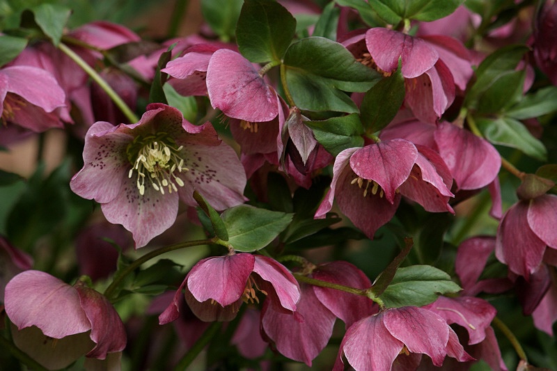 Flowering hellebore